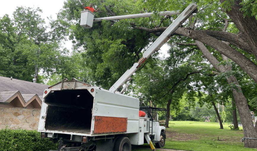 TREE TRIMMING