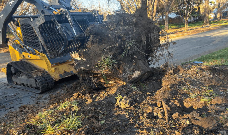 TREE REMOVAL